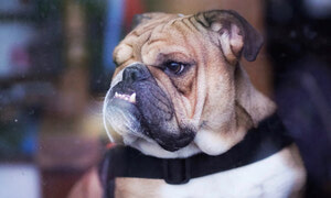 The News Media Won’t Bite