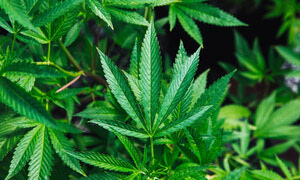 The Media and Marijuana